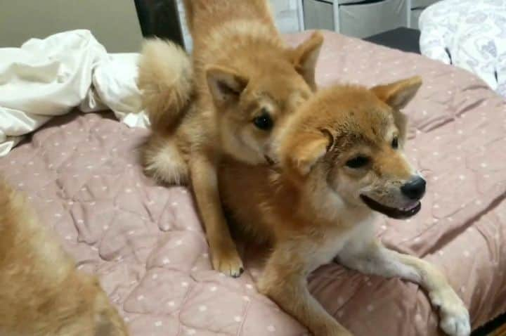 柴犬たま Shibainu Tamaのインスタグラム