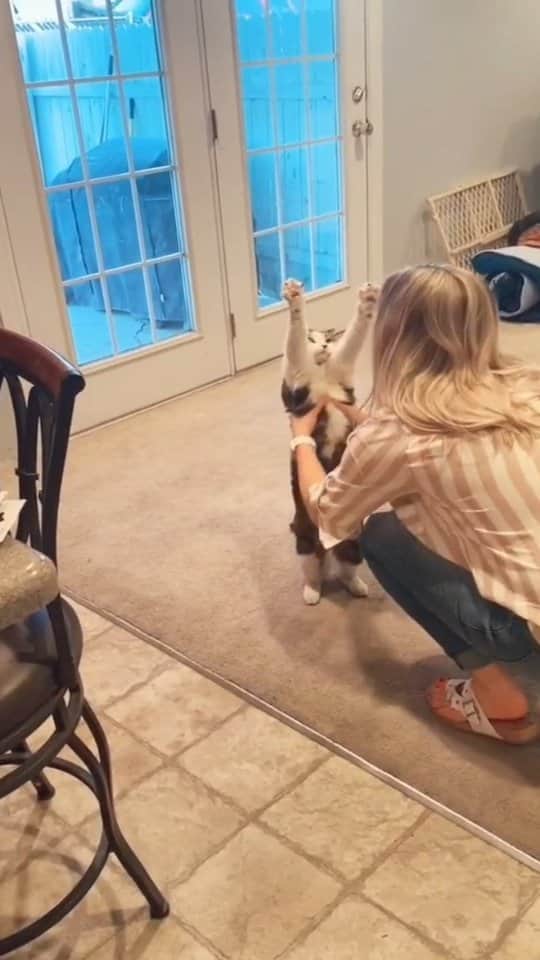 Pleasant Catsのインスタグラム：「He gets so excited when I pick him up 🤗!  From laurenhathaway4 - on tiktok  • • • • #pleasantcats #cat #cats #kitten #kittens #kitty #gato #neko #meow #cute #fluffy #adorable #pet #pets #animal #animals #instacat #instapet #catsofinstagram #petsofinstagram #catstagram #petstagram #ilovemycat #weeklyfluff #catoftheday #catlover #adoptdontshop  #고양이 #ねこ  #猫」