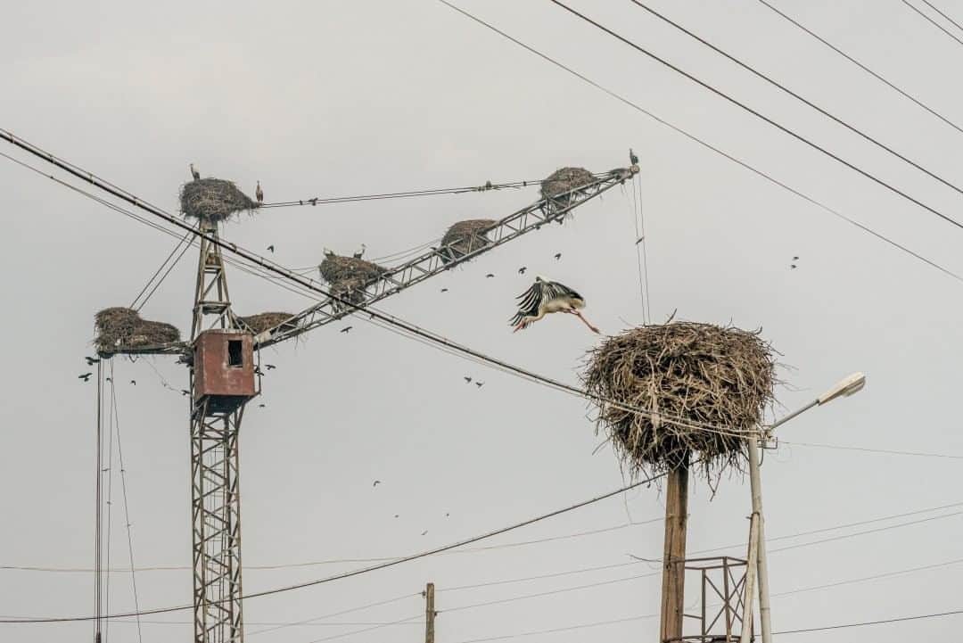 National Geographic Travelさんのインスタグラム写真 - (National Geographic TravelInstagram)「Photo by @AnushBabajanyan  White storks fly around their nests on a crane and a utility pole in Yeraskhahun village, Armenia. #Armenia #birds」8月24日 13時09分 - natgeotravel
