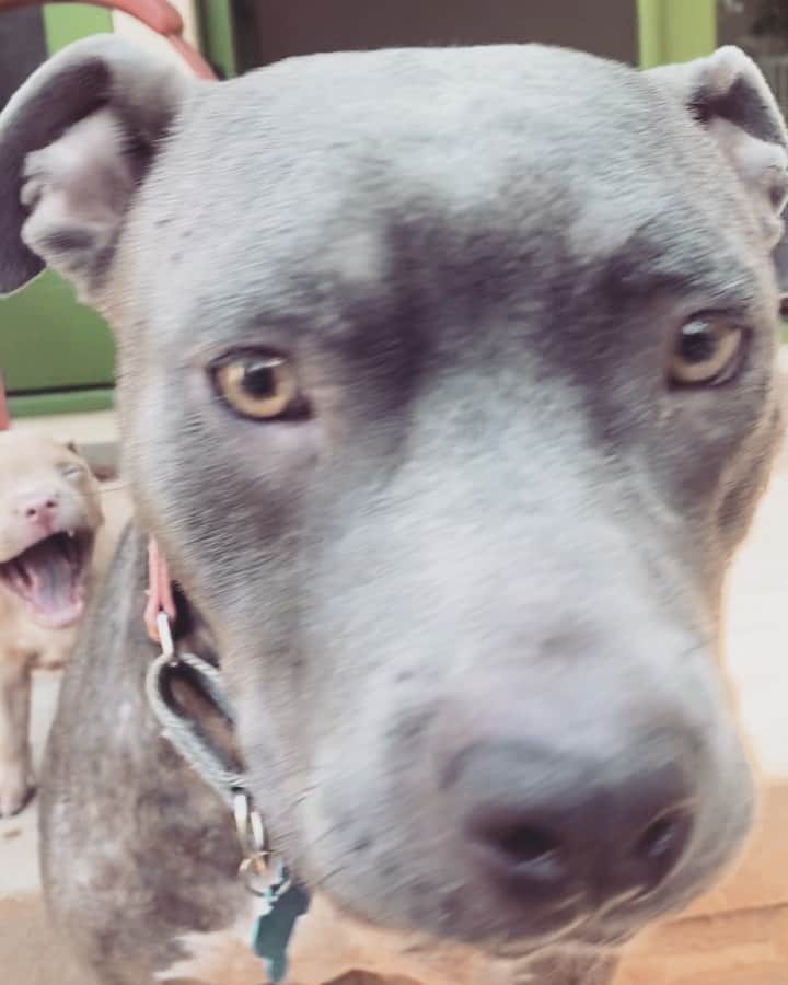 レイク・ベルのインスタグラム：「For all the mamas in the house. This is Sugar Mama aka Sug’. She is finally ready for her own loving home. Though she’s only about 1.5 years herself, she dutifully and lovingly nursed her babies who all now have been adopted and it’s her turn to shine. She is incredibly gentle, submissive and just needs LOVE and a calm warm happy home. She likes seems fine with older kids who can read a room. She is a magical, warm gentle soul. And yeah, she’s a stone cold fox. Gorgeous honey eyes and blue slate coat that gets more lush by the minute (now that she isn’t left for dead in a dirty yard chained up and fed moldy pizza crusts.) So yeah, she’s just happy to be here and wants to watch TV and snuggle with you. Only serious folks DM me or @oafrescue for queries. Stay sane and healthy out there!」
