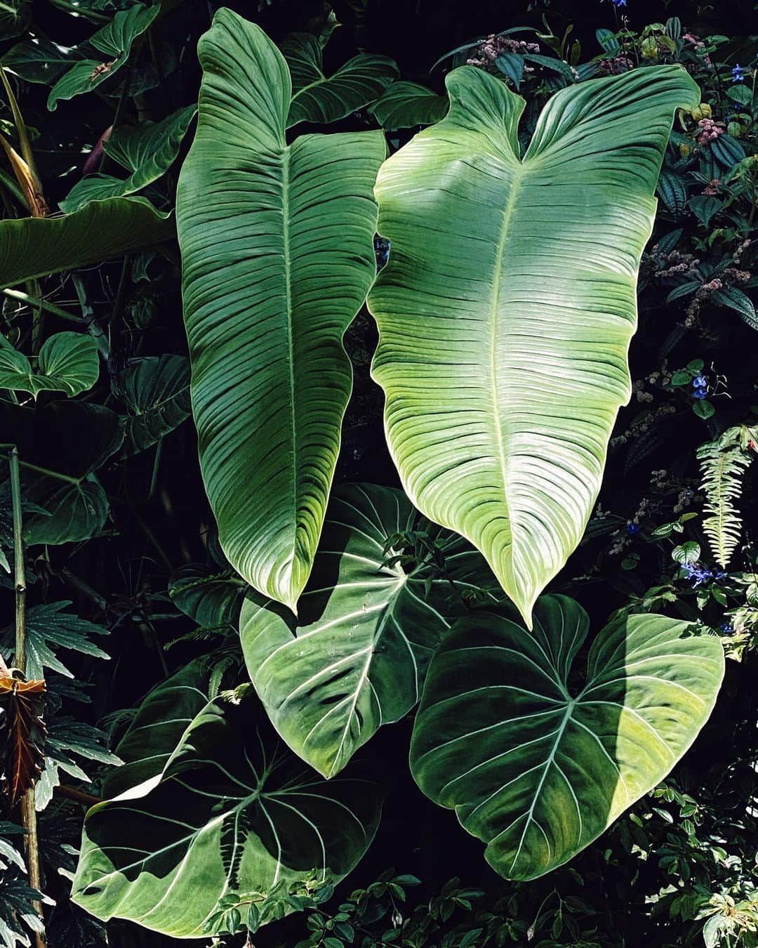 鄭碧瑩のインスタグラム：「Celebrating my 42th here this year. The experience is different when I know what most of the plants are. 😂 . . .  #plantstagram #plantsofinstagram #houseplants #plantsmakepeoplehappy #botanical #instaplants #plants #foliage #leaf #plantflife #springintoplants #plantlady #plantpotters #crazyplantlady #houseplantclub #helloplantlover #houseplantsofinstagram #houseofplantlovers #junglecollective #vsco #vscogram #vscocam #vscogrid #vscoplants #gardeningsg #urbanjunglebloggers #sgplantclub #plantnerd #gardensbythebay」