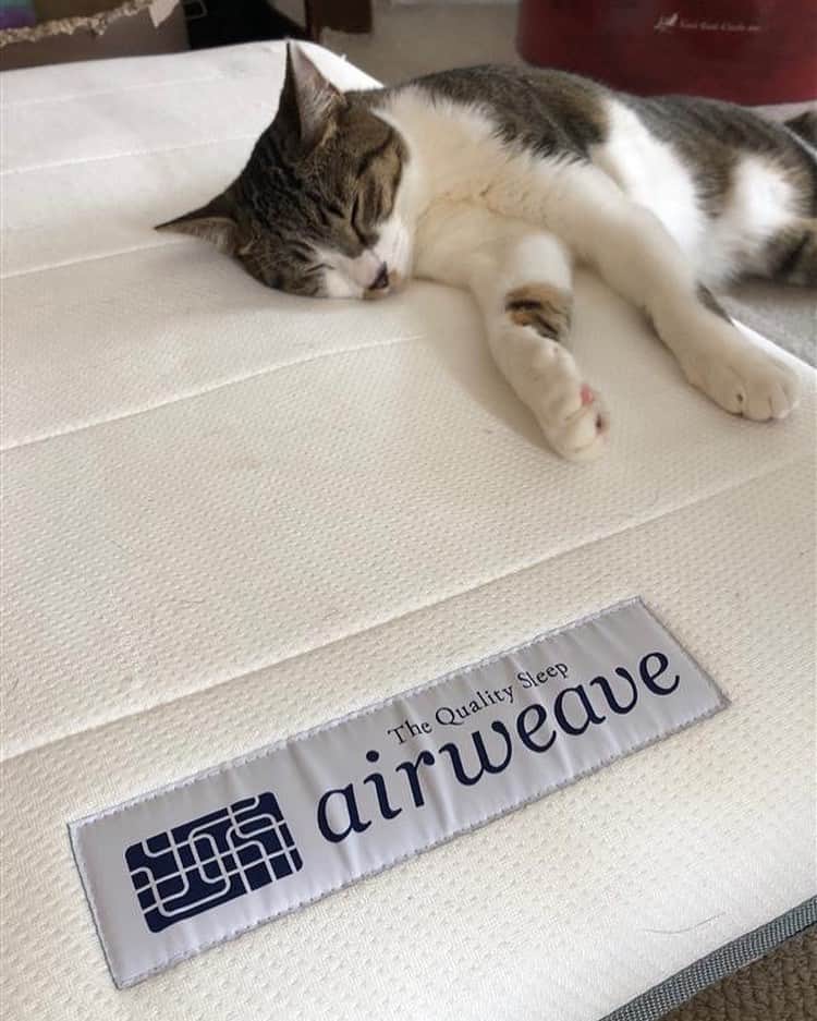 エアウィーヴ( airweave )さんのインスタグラム写真 - (エアウィーヴ( airweave )Instagram)「. 「暑いニャ〜・・・💤」  #エアウィーヴ マサルスペシャル #猫 ちゃんもぐっすり #お昼寝  サイズ感◎🙆‍♀️ エアウィーヴ社員の #愛猫 ちゃんです🐈」8月24日 14時25分 - airweave