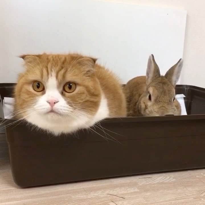 bunny & 2 catsのインスタグラム