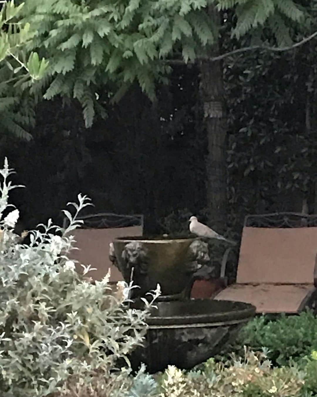 シャロン・ローレンスさんのインスタグラム写真 - (シャロン・ローレンスInstagram)「Easy doves it 🕊  #backyard  #birdwatching  #backyardbirds  #birdsofinstagram #mourningdove」8月24日 14時44分 - sharonelawrence