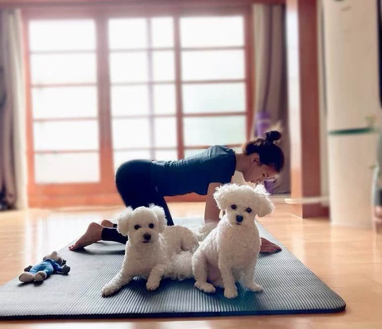 パク・シウンのインスタグラム：「#홈트  #운동좀해보겠다는데 #이러기야~ #프로훼방러 🐶🐶 #토르#미르 #매트나눠쓰기  #귀여워서참는다 😤 #나와의싸움 #오늘은 #너희와의싸움 😆💕」