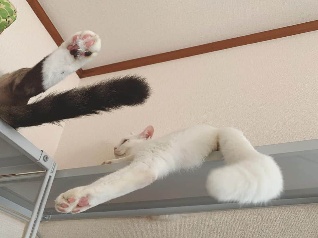 八、おこめさんのインスタグラム写真 - (八、おこめInstagram)「ぐでーーーーー。 暑いし良かれと思ってクーラーつけてくるけど、きっと暑い部屋で2人でこんな感じで寝てるんやろなぁ〜w さっ！ご飯食べたし後半頑張ろ〜♩ アイス珈琲がよく出ます。 #八おこめ #ねこ部 #cat #ねこ #猫 #ネコ」8月24日 15時06分 - naomiuno