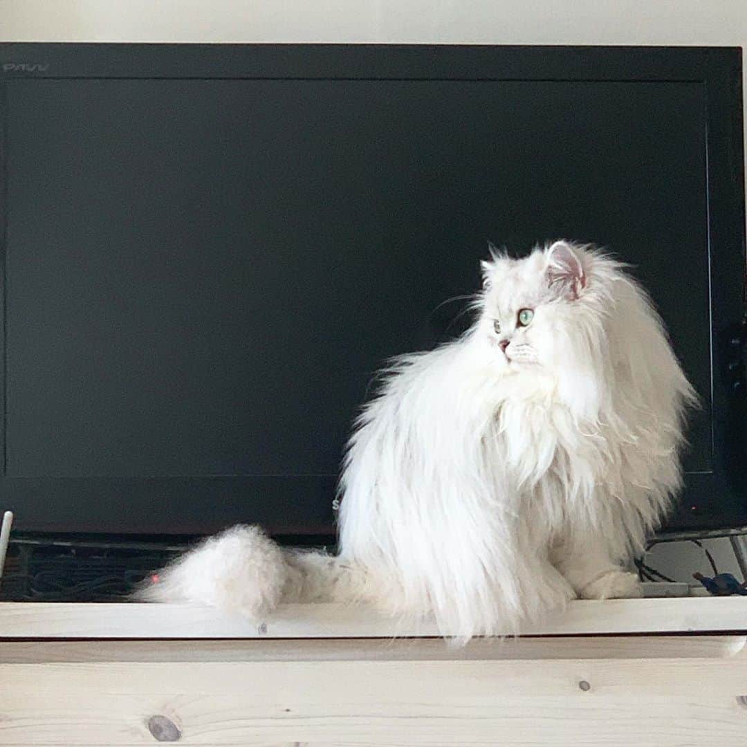 후추네큰언니のインスタグラム：「북실북실..  속털 엄청 잘라냈는데도 티도 안남 😂 . . . . . #후추  #고양이  #냥스타그램 #캣스타그램  #Hoochu #Hoochuthecat #cat #cats #catstagram #catsofinstagram #topcatphoto #bestmeow #ilovecat #cute #fluffy #petstagram #instacats」
