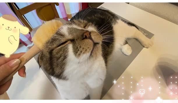 桜咲千依のインスタグラム：「猫たわし、うにたんご満悦です( *´꒳`* ) ありがとう❤」