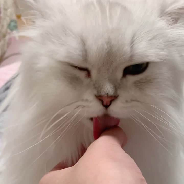 후추네큰언니のインスタグラム：「암것도 없는데 그냥 계속 핥아줌🥰 눈탱이가 올라오네요 또.. . . . . . #후추  #고양이  #냥스타그램 #캣스타그램  #Hoochu #Hoochuthecat #cat #cats #catstagram #catsofinstagram #topcatphoto #bestmeow #ilovecat #cute #fluffy #petstagram #instacats」