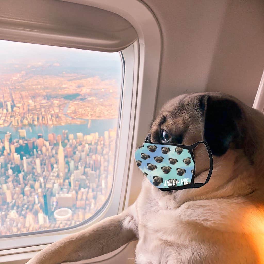itsdougthepugさんのインスタグラム写真 - (itsdougthepugInstagram)「“Just a pug doing his part” -Doug • BACK IN STOCK!! My best selling blue face mask is back, get it before it sells out again! Link in bio or go to www.dougthepugstore.com , a portion of proceeds goes to the Covid-19 Solidarity Response Fund.」8月25日 1時38分 - itsdougthepug