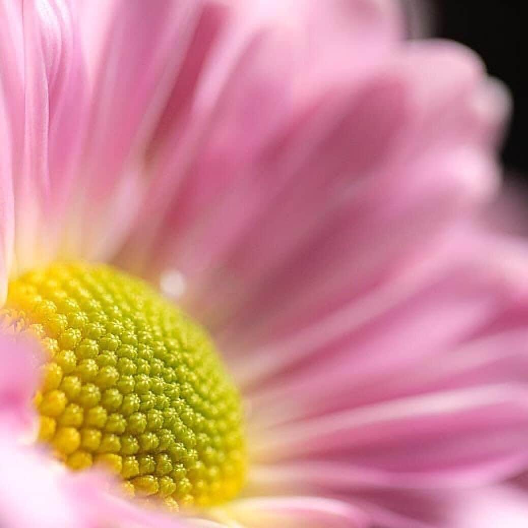 CANON USAさんのインスタグラム写真 - (CANON USAInstagram)「Thank you to #TeamCanon fan @tarabissette for sharing this beautiful bloom for the #flower 🌸 theme as part of the #CanonSubjectChallenge. Stay tuned for our next subject reveal coming soon!  Camera: #Canon EOS 5D Mark IV Lens: EF 100mm f/2.8L Macro IS USM」8月25日 1時30分 - canonusa