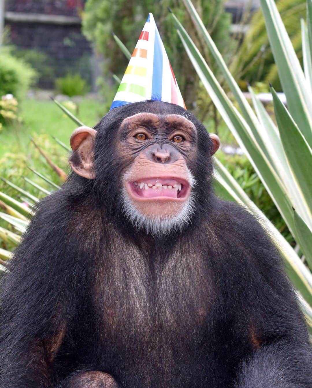 Zoological Wildlife Foundationさんのインスタグラム写真 - (Zoological Wildlife FoundationInstagram)「Today we are celebrating two Special Birthdays.🎂🎉🎈🎁 Maria’s and Limbani’s birthday celebration. 🐵  #4yearsold #celebration #blessed🙏」8月25日 1時42分 - zwfmiami