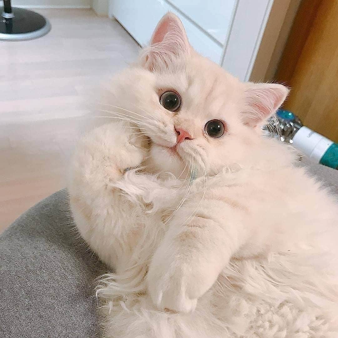 Aww Clubのインスタグラム