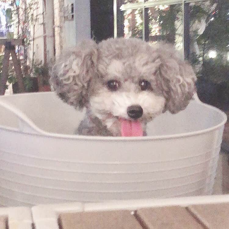 joujouのインスタグラム：「ラウ🐶を連れていろんな場所 cafe、dinner、BARまで行ってるので、せっかくだからこれからは ハイライトにペット可情報にあげていこうと 思います🤗  過去のUPの仕方が分からないから まだあんまり情報ないけど、 室内OKか、フードの種類など 詳細をアップしていきたいなと思ってます！  #愛犬家の皆さん見てほしい #そういうインスタあればわたしも 見たい #トイプードル #トイプードルシルバー #ドックカフェ #ドッグラン」