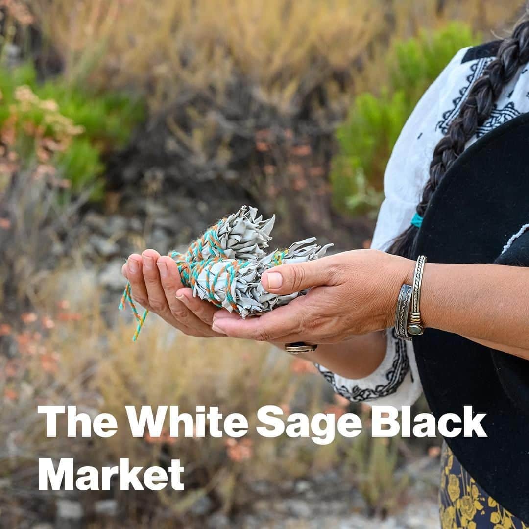 VICEさんのインスタグラム写真 - (VICEInstagram)「White sage has become a staple of the wellness era, sold in Walmart and on Amazon and shipped around the world. The plant’s dried leaves are burned for rituals known as “smudging” that have been appropriated from Native American use into the cultural mainstream. The hashtags #WhiteSage and #Smudging appear hundreds of thousands of times on Instagram. Until recently, Goop dubbed its newsletter “inbox sage for the digital age.” Dried sage bundles, or “wands,” are ubiquitous in yoga studios and head shops, but also at concerts, in conference rooms, and even at churches. ⁠ ⁠ Yet the supply chain for this global product is almost completely unregulated, driving declines of white sage in the wild and making it harder for Native users to harvest a plant they consider sacred. The species occurs naturally on the plains and mountains of Southern California, across the border in parts of Northern Mexico, and nowhere else on earth. Almost all white sage being sold commercially is “wildcrafted,” or harvested from nature, often by poachers who earn “cents on the dollar." This sage passes through a series of middlemen and wholesalers before reaching the market—usually from companies that market themselves as environmentally conscious. ⁠ ⁠ As “smudging” has been appropriated from Native American use, the selling of sage offers a cautionary tale for the wellness economy—one where the intentions of users can be subverted by suppliers, and many sellers have no idea of their impacts.⁠ ⁠ Link in bio.」8月25日 2時30分 - vice