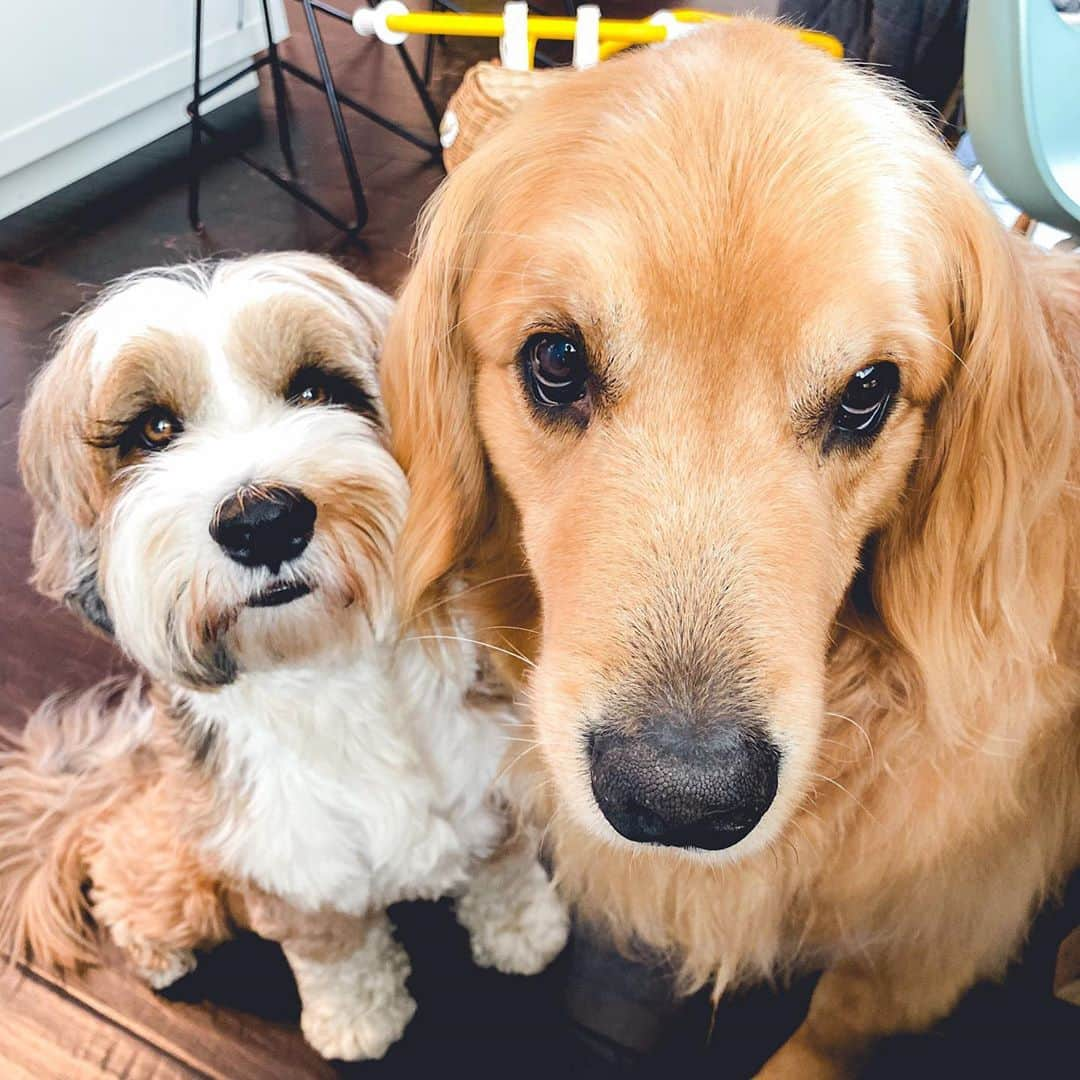 Buddy Boo Blueのインスタグラム：「Whenever I’m trying to eat a meal in peace. Not pictured: Bean who is usually standing directly on top of the table while we frantically try to keep him from eating off our plates.」