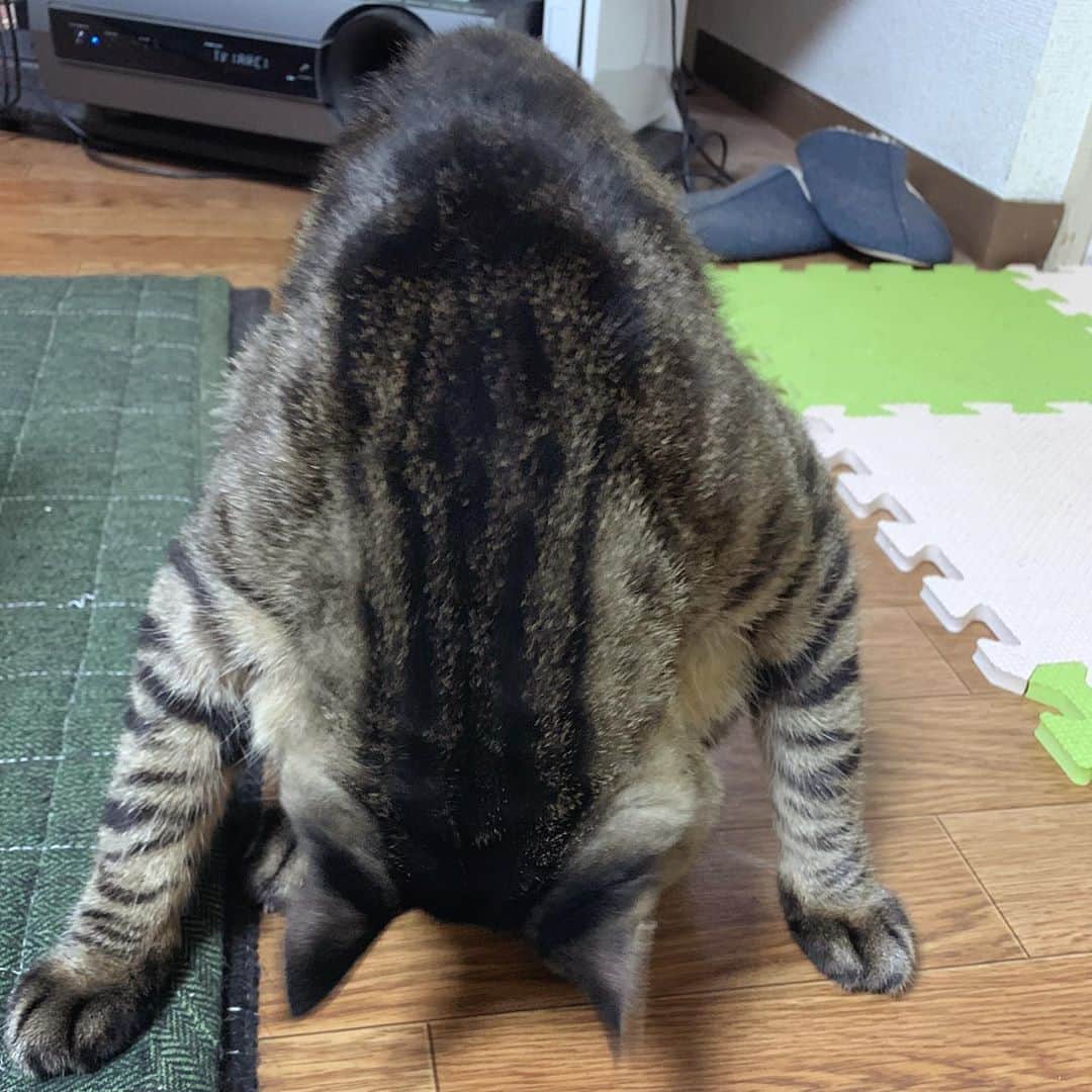 Musashiさんのインスタグラム写真 Musashiinstagram 夜ムサシ 美しい猫土下座 Grooming Musashi Mck Cat