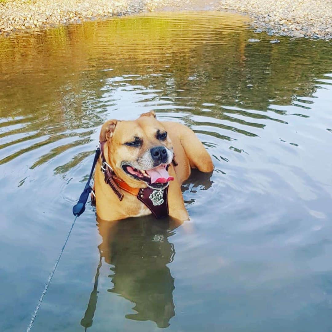 Tulisaさんのインスタグラム写真 - (TulisaInstagram)「That moment the cold water hits you during the heat wave 🤣. Literally refused to walk & just lay there for 10 mins 👍🏼 TB to #NARLA on the hottest day of the year. Love this pic of my little angel soooooo much. She brightens my world & fills it with unconditional love everyday 💕🐶#bestie #dogsofinstagram #mybaby 🤗❤️ P.s. love & light to you all hope you have a beautiful day 🐶💋」8月24日 17時45分 - tulisacontostavlos