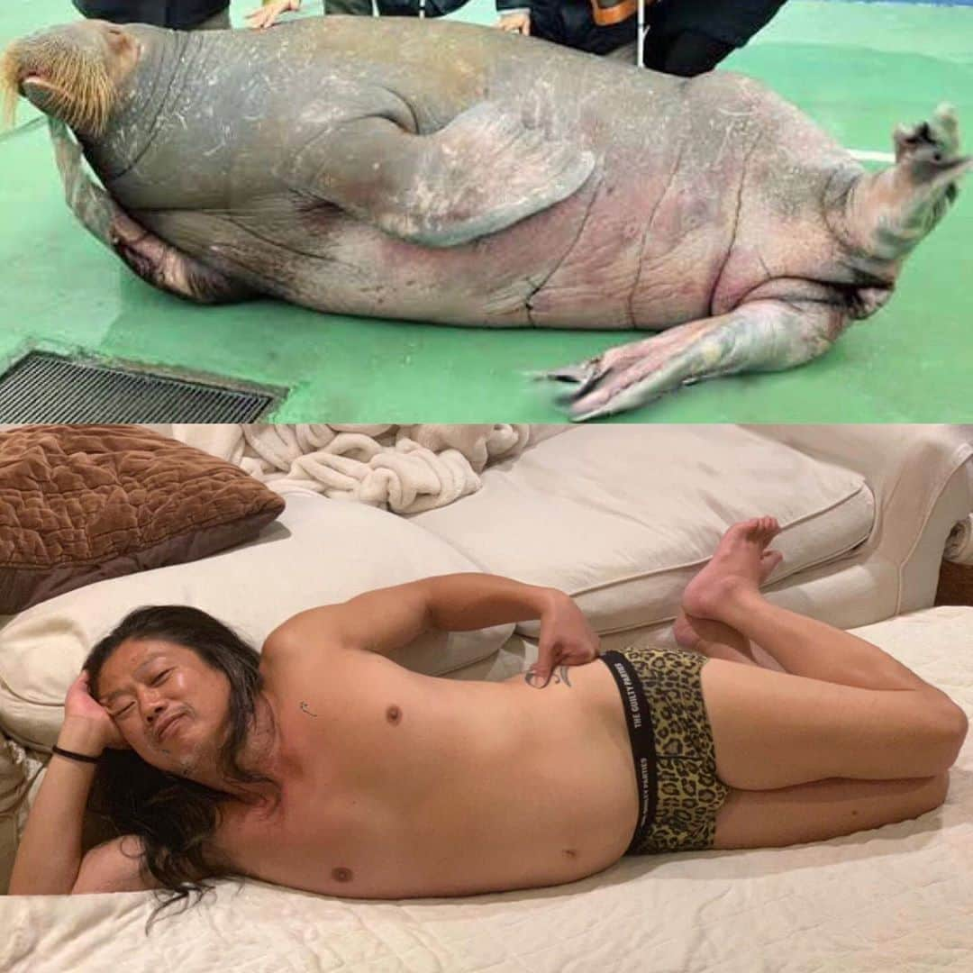 masakiさんのインスタグラム写真 - (masakiInstagram)「こっちもそっくり🦦 「セイウチとあつ森」 大事な打ち合わせ中に、 ひとり笑ってしまった… 娘から似てるって送られてきた写真w まだ永久歯はえてきてないパンイチの長男48歳です… 張り詰めた緊張感を不思議とほぐしてくれる1枚 みなさんの癒しにどうぞ♡」8月24日 17時58分 - mogurapicassowols