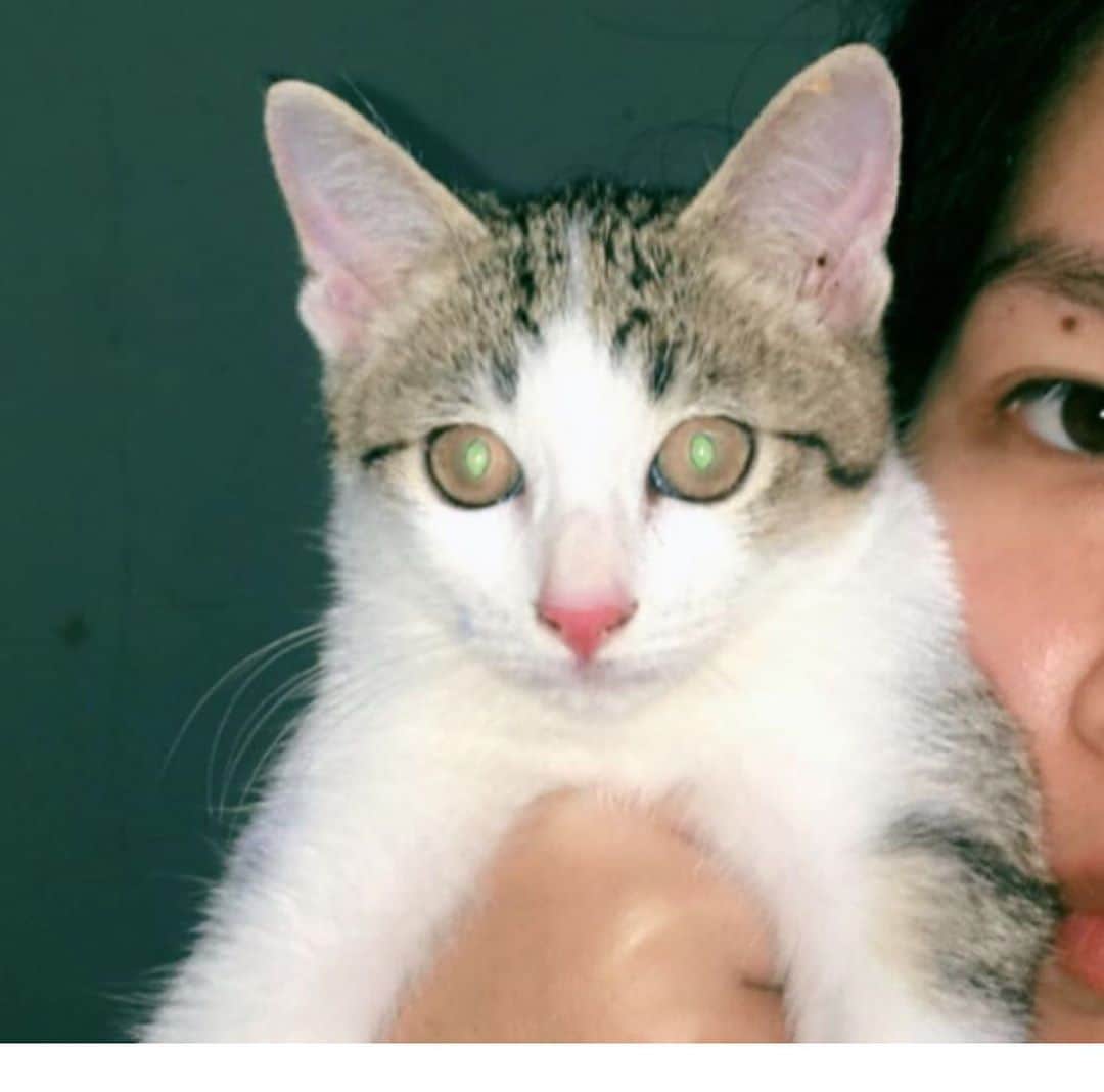 アム・パチャラパーさんのインスタグラム写真 - (アム・パチャラパーInstagram)「#repost @baibaibsx ・・・ ประกาศตามหาน้องแมวค่ะ น้องชื่อภูผา หายออกจากบ้านตอนเย็นวันที่ 23/08/63 เป็นแมวพันธุ์ไทย-อเมริกันช็อตแฮร์ อายุประมาณสามเดือน หายออกจากบ้าน ซ.สามวาซอย18 เราหาน้องตั้งแต่เมื่อคืนหวังจะเจอน้องแล้วก็ไม่เจอค่ะ เราเลยตัดสินใจลงประกาศ เบาะแสที่ได้ล่าสุดคือมีคนอุ้มน้องไป เราทำทุกอย่างแล้วค่ะ ตั้งแต่จุดธูปบอกเจ้าที่ เอาขนมมาทาตามบ้าน ใช้ของเล่นที่น้องชอบเล่นเรียก ให้แมวที่บ้านอีกตัวตามหา ใครพบน้องขอร้องนำมาคืนเราด้วยนะคะ น้องสำคัญกับชีวิตจิตใจเรามากจริงๆค่ะ ได้ที่เจอน้อง ติดต่อ080-231-3345 นะคะ เราจะไปรับน้องถึงที่เลยค่ะ 🙏🏻」8月24日 18時00分 - aum_patchrapa