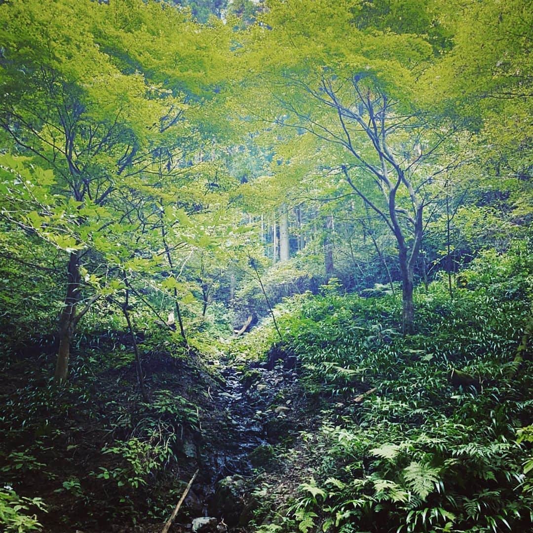 鳥越裕貴さんのインスタグラム写真 - (鳥越裕貴Instagram)「🌳 #森林浴 #大事 #リフレッシュ #高尾山」8月24日 18時42分 - yuki_torigoe.cleftchin