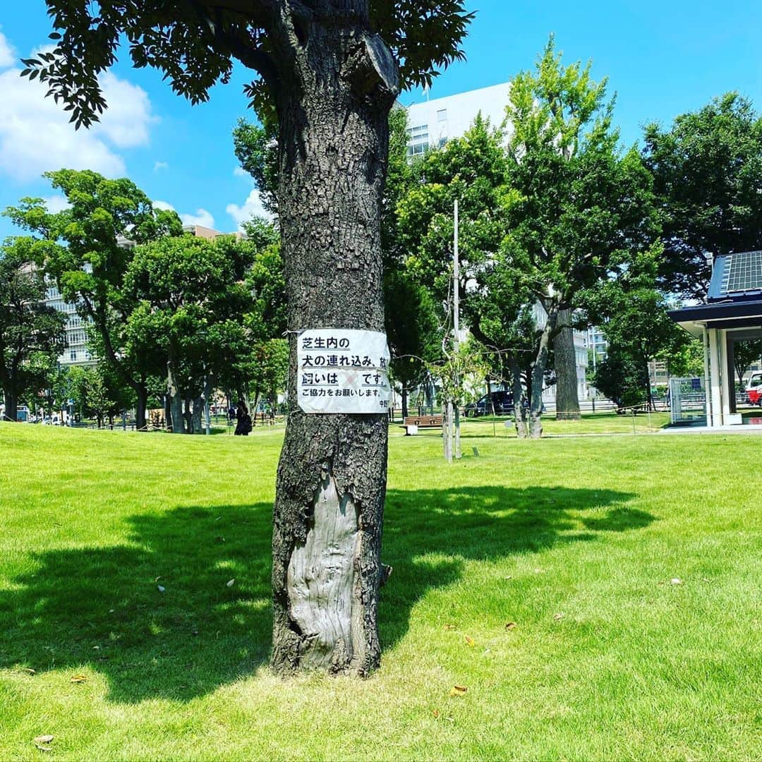 山田しょうこのインスタグラム：「本音が隠しきれなかった木。 なんだ、キレイじゃん。 #木  #公園」