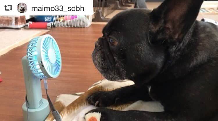 のインスタグラム：「投稿ありがとうございます🐶💓 #repost @maimo33_scbh   📷投稿でプレゼント！ ならファミリーの商品を使った新しい生活様式での暮らしを 「#新しい生活様式はじめるナラ」と「#ならファミリー」をつけて Instagramに投稿してくれたフォロワーの中から抽選で、 らくだカードポイント10,000円分をプレゼント！ . . .  今年も猛暑がやってきた💦 夜ん歩も暑いからこれつけたら快適かも❣️ 首から下げれて扇風機の角度も変えれてよい🤗 しかもピカピカ✨光るから夜道も安心❣️ なんと言ってもめっちゃ風量あるから涼しい〜〜🤗 軽くて持ち運びもしやすいよ⭐︎ ． 朝ん歩後のベンくんもクールダウンに気に入ってました💖 ． こちらはならファの#BAYFLOW で買いました〜⭐︎ #ならファミリー @narafa.jp  @bayflow_inc  #新しい生活様式はじめるナラ  #ならファミリー #ベンくん  #コンパクトファン  #モバイル扇風機 #toffy」
