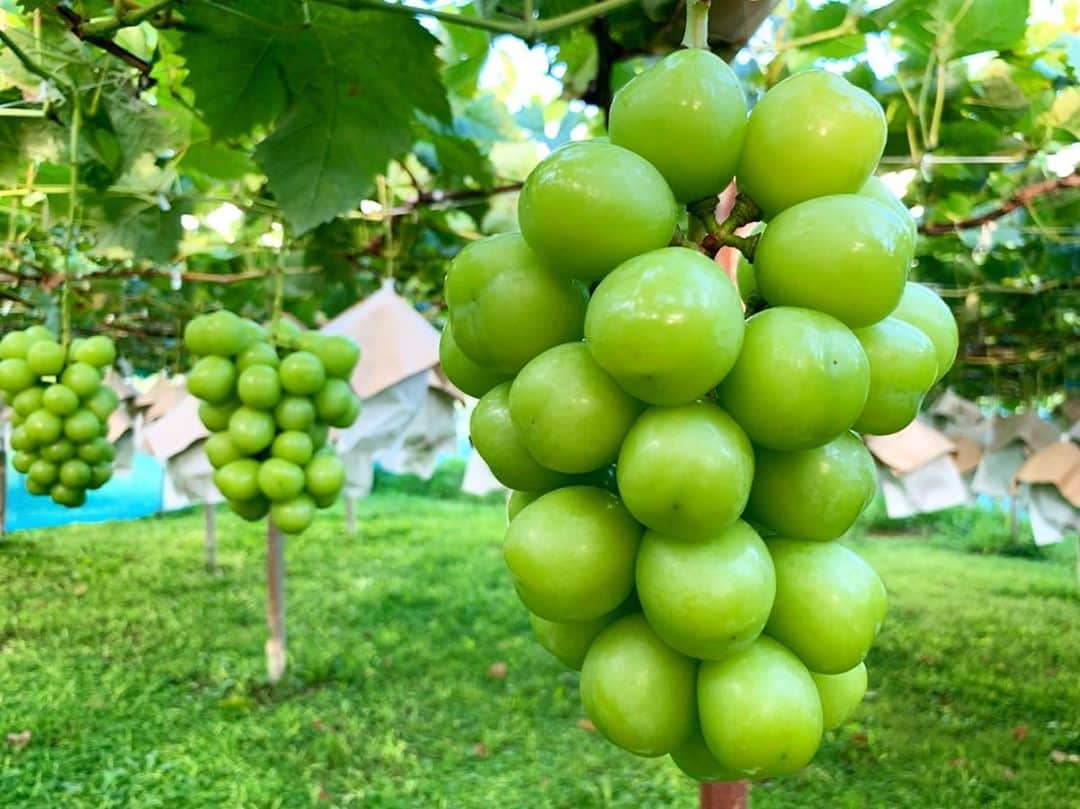 岩間恵のインスタグラム：「【お知らせ】  シャインマスカットの販売サイト完成しました🍇！ 写真は実家の農園ですくすく育ってるシャインです🤤  ふるさと納税していない方は こちらからご購入頂けます！ とても美味しいので是非食べて欲しいな🥳  私のプロフィールからリンク飛べます♡  配送はもう少し先になりますが、我が家のシャインが この夏の楽しみになりますように🥰  #ぶどう #シャインマスカット #ぶどう農家 #笛吹市 #山梨 #フルーツ」
