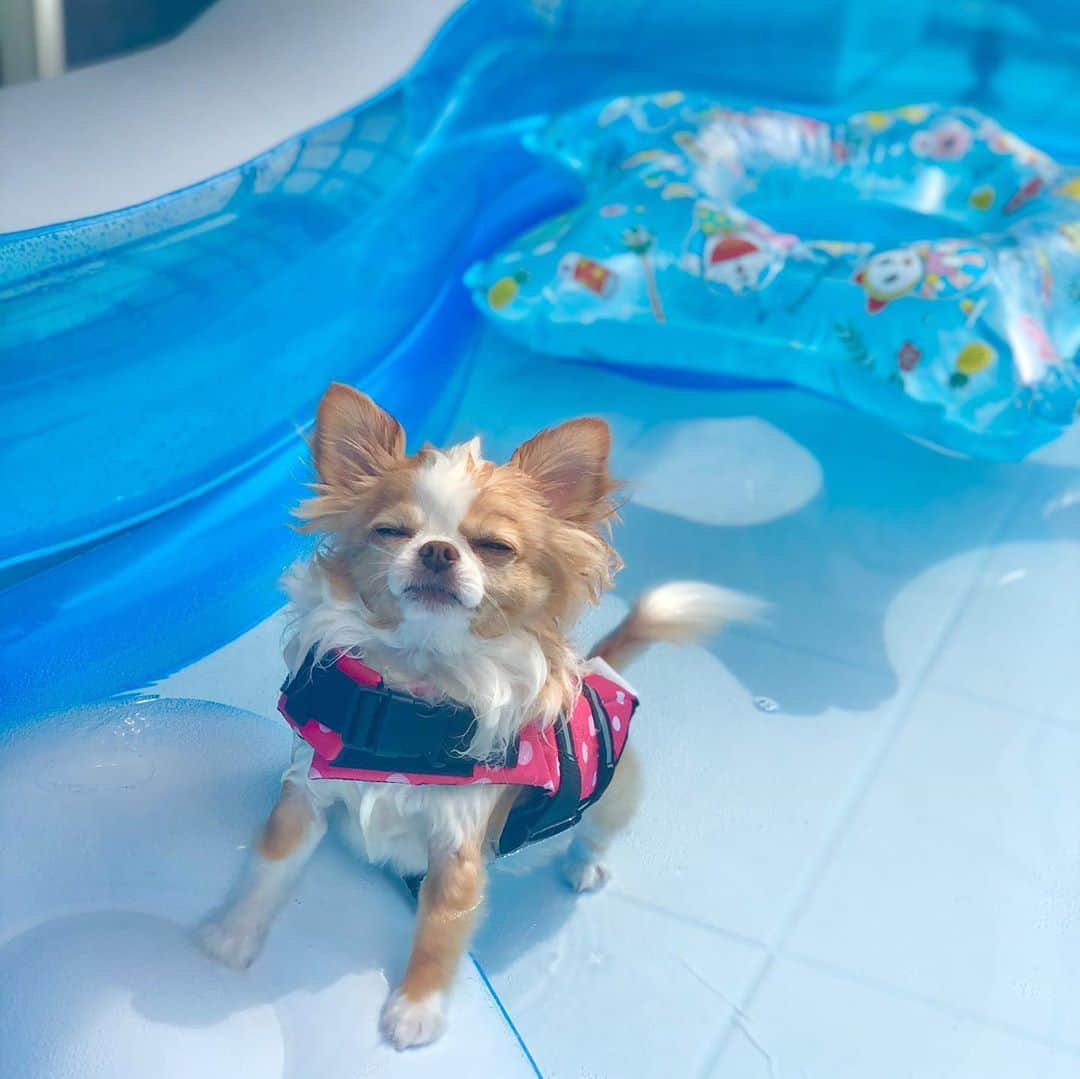 玉ねぎ戦士さんのインスタグラム写真 - (玉ねぎ戦士Instagram)「この時期の水浴びは最高でしゅーなタラオと、そうでもないでしゅなおもち🐶 ・ ・ ・ #それぞれのあり方  #pooltime🏊  #タラオの夏 #おもちの夏」8月24日 19時12分 - licca_tarao_0311