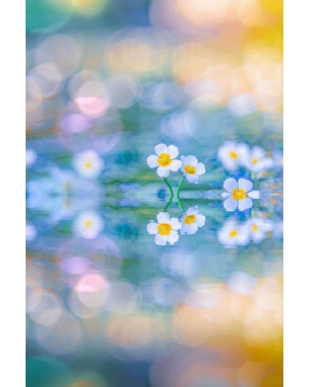 花の写真館のインスタグラム：「Photo by @_ka0ri.⠀ https://instagram.com/_ka0ri/⠀ .⠀ Original Post[投稿いただいたURL]⠀ https://www.instagram.com/p/CD87ITiDJgq/⠀ .⠀ 本アカウントは、 #私の花の写真 をつけてInstagramに投稿された皆さまの花の写真や、「花の写真館」Facebookページで投稿された花の写真を紹介します。⠀ 「花の写真館」Facebookページは、「 @floral.photograph 」のプロフィールにあるURLからご覧ください。⠀ .⠀ ※各自、政府、自治体など公的機関の指示に従った行動をお願いします。⠀⠀ 東京カメラ部および分室では、写真を「見る楽しみ」を提供することを通して、微力ながら皆様にわずかな時間でも癒しをお届けしたいと思っております。⠀ ※本アカウントは東京カメラ部がFacebook、Instagramのサービスを利用して運営しているもので、Facebook社・Instagramとは一切関係ありません。⠀ .⠀ #花の写真館 #floralphotograph #floralphoto #flower #flowers⠀ Follow: @floral.photograph」