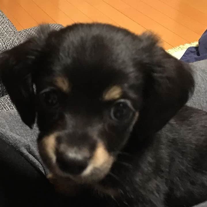 まさのインスタグラム：「ソラ君の生後2か月の時の写真。可愛すぎる❤️ 手のひらに乗るくらいだったね。 #ミニチュアダックスフンド　#ブラックタン　#犬　#dog #duchshund #パピー　#いぬすたぐらむ」