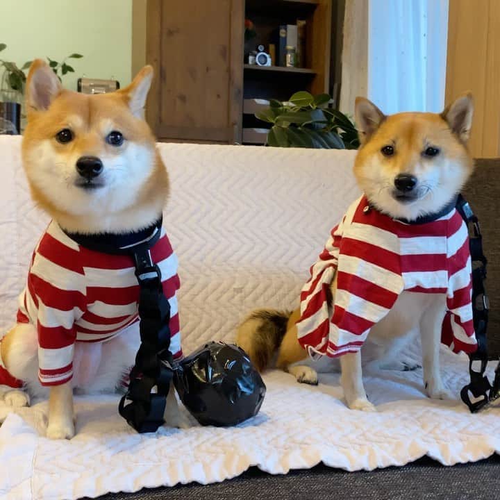 豆柴にこちゃんのインスタグラム