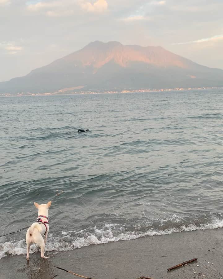 柴犬ハル&保護犬すずのグルメインスタ