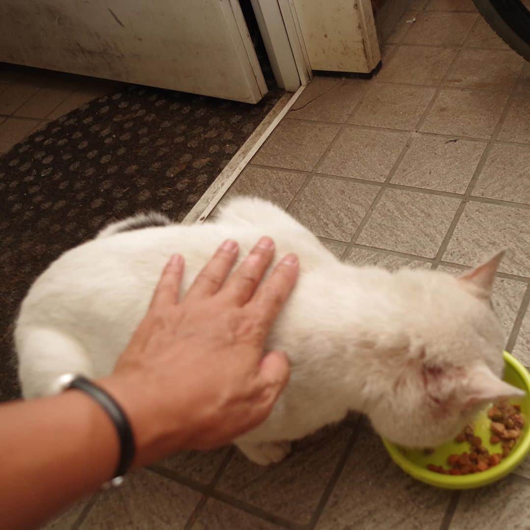 Kachimo Yoshimatsuさんのインスタグラム写真 - (Kachimo YoshimatsuInstagram)「一年前のナナクロ Nanakuro a year ago Photo:2019.08.24 久しぶりにやって来たナナクロ。 それでも背中、腰を触らせてくれた。  一年前の写真が上がらない日は来なかった日です。  #うちの猫ら #ナナクロ　#nanakuro  #一年前のナナクロ #猫 #ねこ #cat #ネコ #catstagram #ネコ部 http://kachimo.exblog.jp」8月24日 20時02分 - kachimo