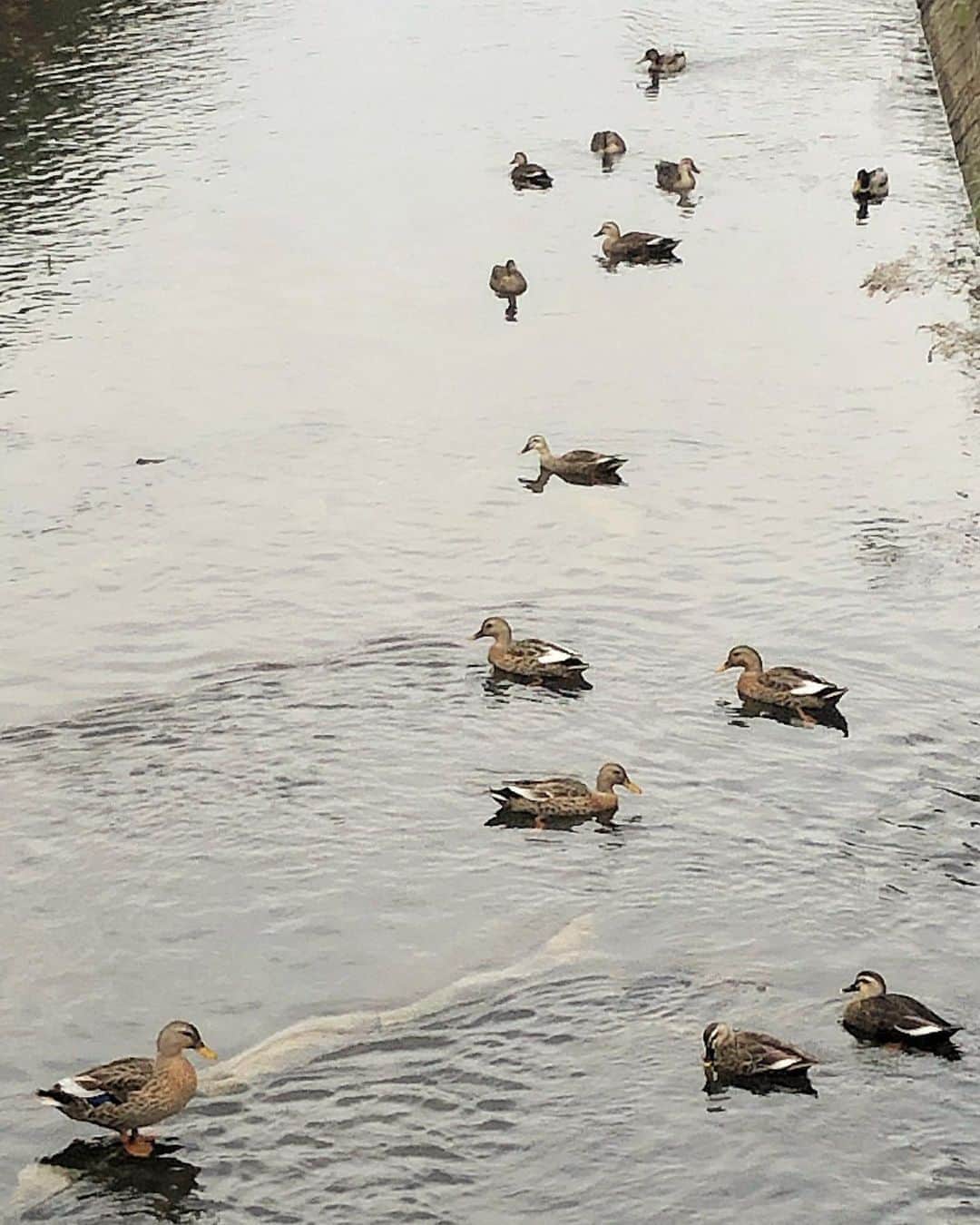 上原実矩のインスタグラム：「🦆🦆🦆」