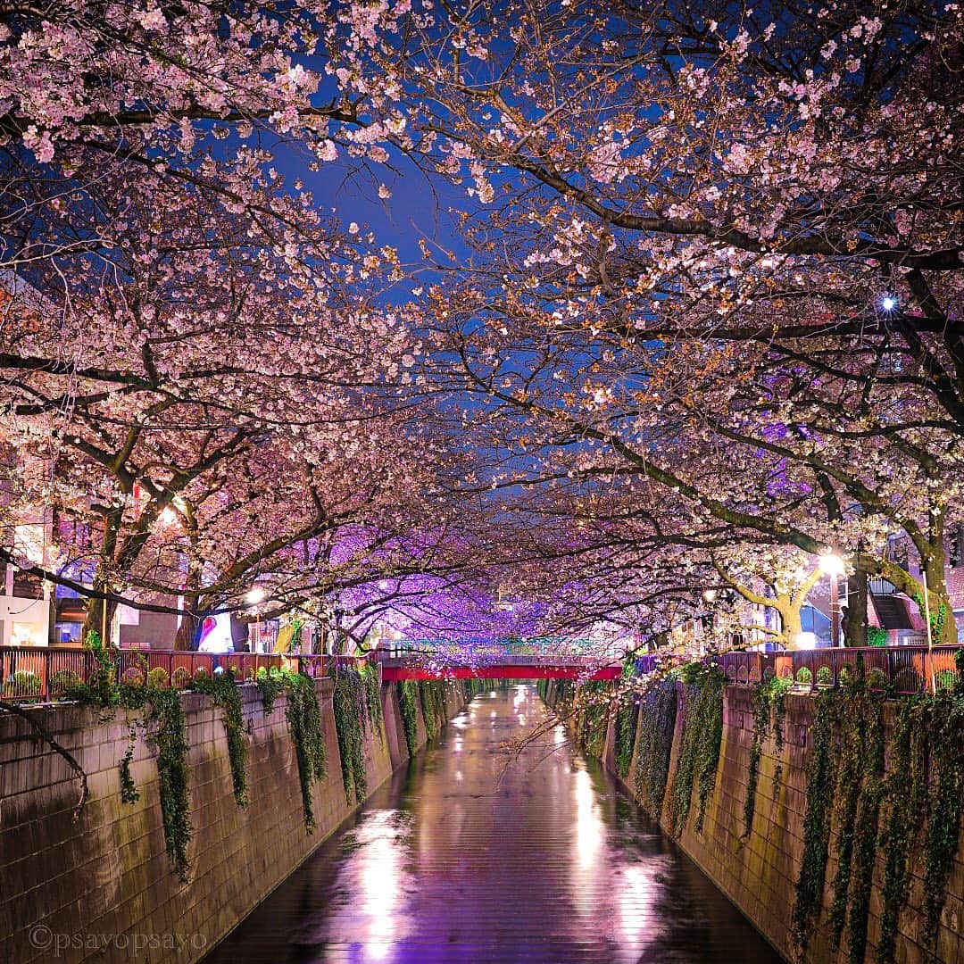❤?❤❤❤ Sayo ??❤?❤️❤️❤️のインスタグラム：「. . .  I used to visited here every year to take photos of lit-up cherry blossoms. But the illumination was cancelled  this year, so I just took photos of  cherry blossoms at night.  . 暫くにゃんずが続いたので少し風景を🌸. . Location Tokyo 目黒川. . 毎年ライトアップされる桜を撮りに来てたけど今年は中止になったので普通に"夜桜"を撮ってみました🌸勿論緊急事態宣言の前ですよ😘これ以降全く撮影に出かけて無いんだな、、😢早く好きな写真を好きなだけ撮りに行ける日が来ると良いな✨」