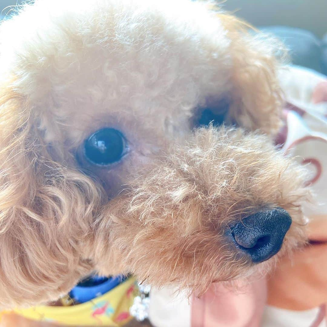 志村玲於のインスタグラム：「サマーカット 犬好き妖怪とは俺のことよ  #トイプードル #犬好き #ピーナツ犬」