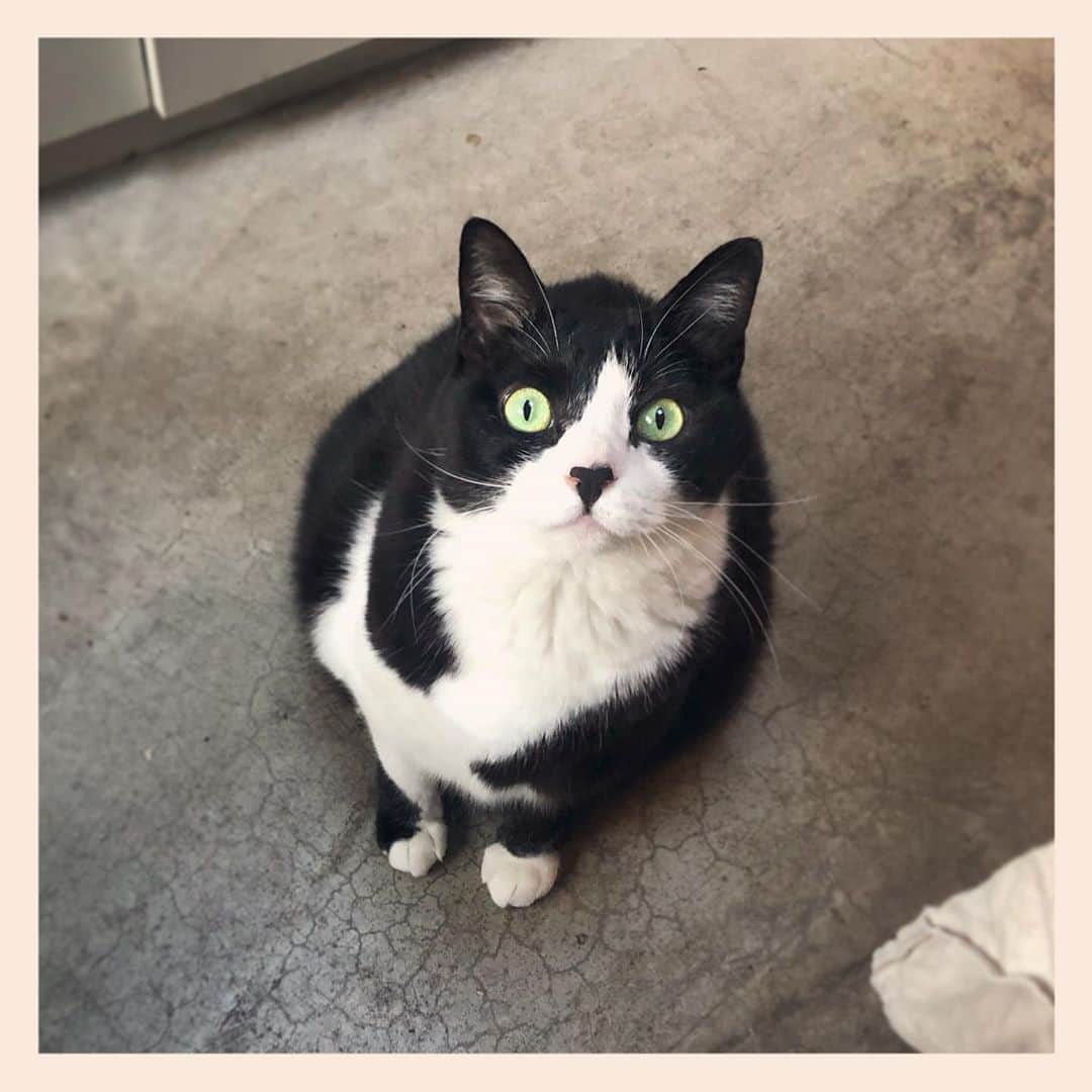 パンといっぴきのインスタグラム：「#元保護猫 #ハチワレ #白黒猫 #blackandwhitecat #tuxedocat」