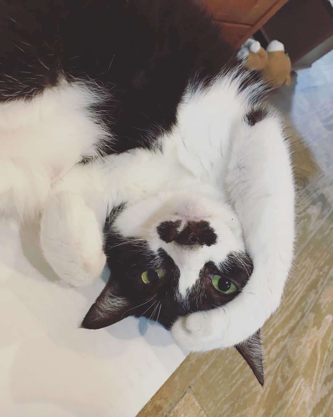もじゃころのインスタグラム：「ペッペ可愛すぎ問題🥺🥺🥺🥺🥺💕 こんなんばっか転がってるからお風呂入る時間も寝る時間もないよ🥺🥺🥺🥺🥺  #チョッチュ具志コロペッペ」