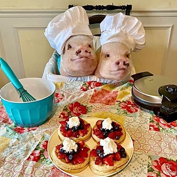 Priscilla and Poppletonさんのインスタグラム写真 - (Priscilla and PoppletonInstagram)「Happy #NationalWaffleDay! Posey and I got up early to make waffles for everybody before school. We even made one for Mommy! Don’t they look yummy?🐷💕🧇#PrissyandPosey #waffles #chefprissy #chefposey #PrissyandPop」8月24日 21時07分 - prissy_pig