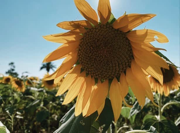 樽井みかさんのインスタグラム写真 - (樽井みかInstagram)「・ ・ 🌻 ひまわり畑行ってきたよ 暑さには負けました🥵 ・ ・ #sunflower」8月24日 20時59分 - miiica_home