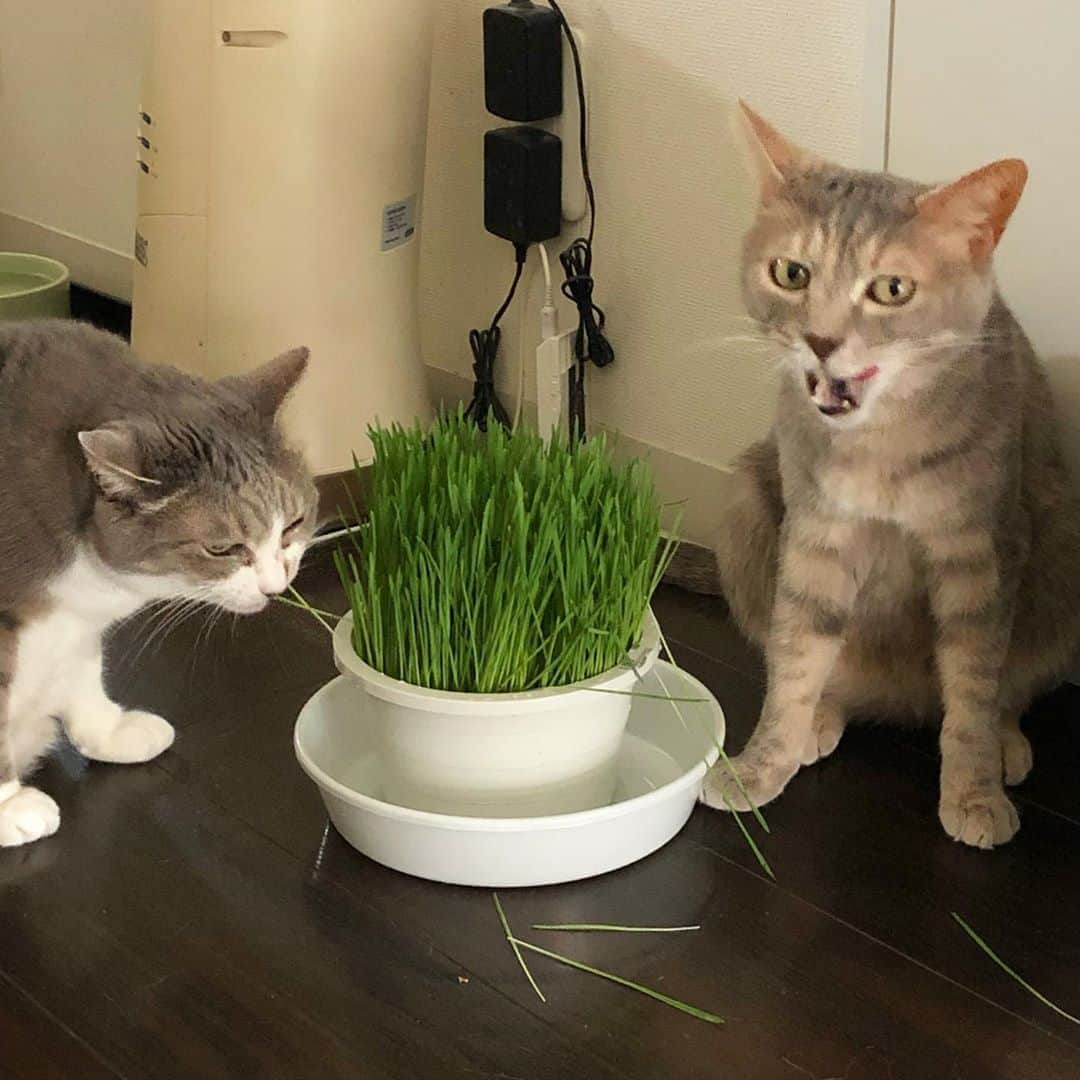 モアレ & クリエさんのインスタグラム写真 - (モアレ & クリエInstagram)「猫草がっつき中のモアクリ。食べ方もそれぞれです。」8月24日 21時11分 - moacrie