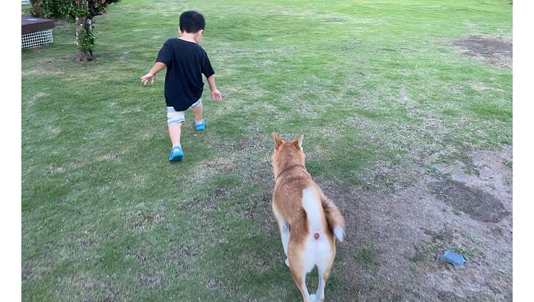 安藤志穂美さんのインスタグラム写真 - (安藤志穂美Instagram)「そして、今回の旅行で１番不安だったのは、﻿ 妹が保護犬に迎えたコマが初参加するという事🐕﻿ ﻿ うちのリンちゃんは、﻿ 知らない犬に噛むわ、ワンコラするわ、とにかく不安要素しか無くて…﻿ ﻿ それで急遽(@one_for_rights )に相談して、トレーニングしてもらいました。﻿  そしたらこれよ。﻿ ﻿ まさかの共存できているではないか🥺💗﻿ ﻿ @one_for_rightsの代表の小松和香子が言ってた。﻿ 「仲良くさせようとしなくていい、同じ空間にいることに慣れるだけで十分」﻿ ﻿ ﻿ まじで世界中のワンコラする犬を持つ飼い主に見てほしい。﻿ ﻿ 本当に良かった、せっかく完全フリーのドッグランなのに口輪にリードだったら可哀想過ぎるよね。﻿ ﻿ りんちゃんがトレーニング頑張った成果。﻿ ﻿ コマも初めての経験だったけど、﻿ 走ったり、美味しいもの食べたり、遊んだり、皆に可愛がられて楽しかったと思う🐕﻿  これからコマにも、たくさん楽しい思い出作ってあげたい。 ﻿ 本当に私の家族大好き、最高。﻿ ﻿  #dog #dogstagram  #dachshund  #travel #japan  #hammock #summer #犬好き #犬の生活が第一  #犬がいる生活  #犬は家族  #犬と旅行  #犬旅 #おさんぽ日和 #千葉 #保護犬 #元野犬  #family #memory #2020」8月25日 2時49分 - shiomi_ando