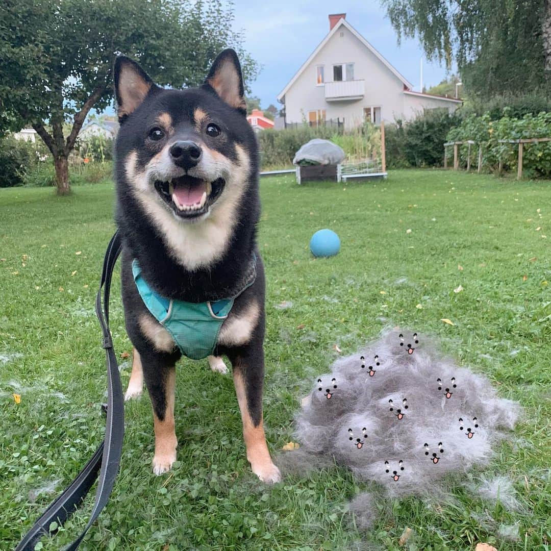 ?Fricko the Shiba Inu?のインスタグラム：「Keaton and his nine puppies ☺️  🐾 🐾 🐾 #Keaton #🐶 #☀️ #shiba #shibainu #dog #柴犬 #黒柴  #adorable #shibaholics  #dogoftheday  #weeklyfluff #aww #dogstagram  #blackshiba #puppiesofinstagram #shibalove #shibastagram #shibadog #shibasofinstagram #doglovers」