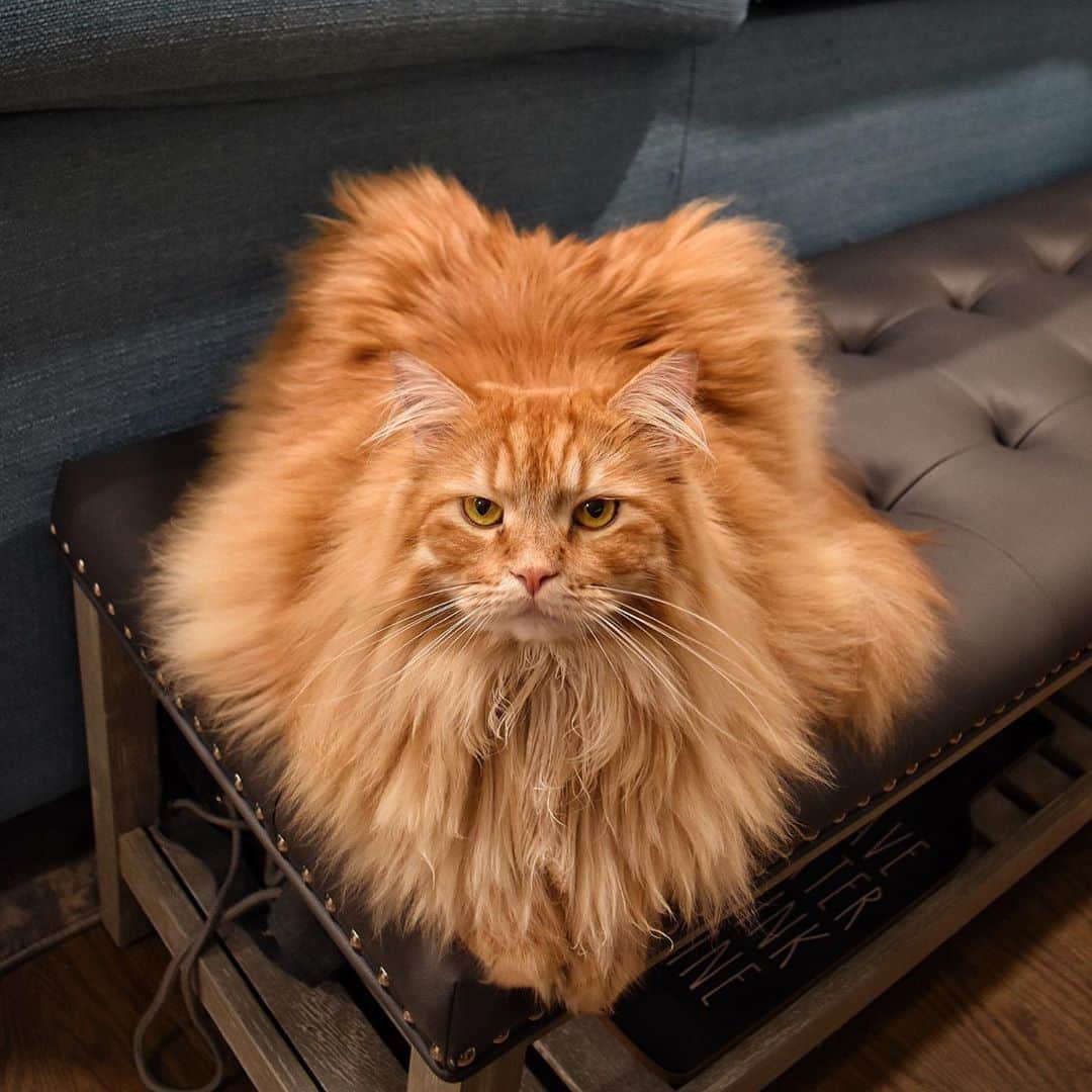 のインスタグラム：「When you’re told that you’re too fluffy and it’s time to go full lion 🦁 cut.⠀ ⠀ 📷@luna_and_louie⠀ ⠀ #meowed #lunaandlouie #fluffy #Mainecoon」