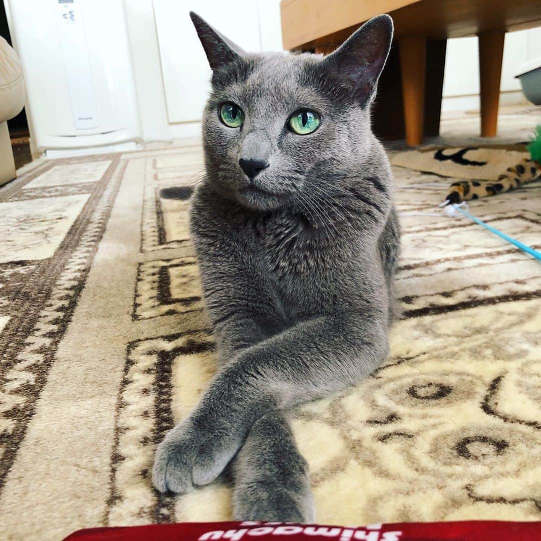 のインスタグラム：「あずちゃんも若くないけど…飼い主は体力の衰えを日々感じているらしいにゃよ…🙀👽😭-Azu(あず) . #コロナぶとりを解消しようと運動したら筋肉ではなく関節が痛くなる . #haveagreatweek  .  #cat #russianblue #猫 #ねこ #ロシアンブルー #chat  #gato #greycat  #greeneyes #emeraldeyes #ふわもこ部 #にゃんすたぐらむ  #みんねこ  #INSTACAT_MEOWS #catstocker #meowsandwoofs #excellent_cats #meowvswoof #catsofworld #TopCatPhoto  #cutepetclub #IgAnimal_Snaps #cat_features #bestmeow #petoftoday」