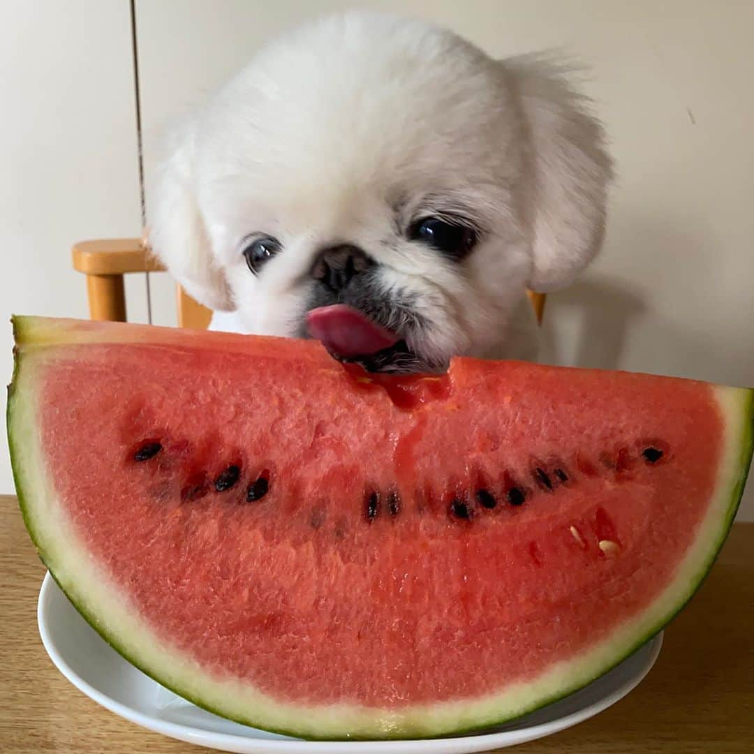 こなつさんのインスタグラム写真 - (こなつInstagram)「今年は何個食べたかな🤤🍉🍉」8月24日 22時23分 - nattsxx