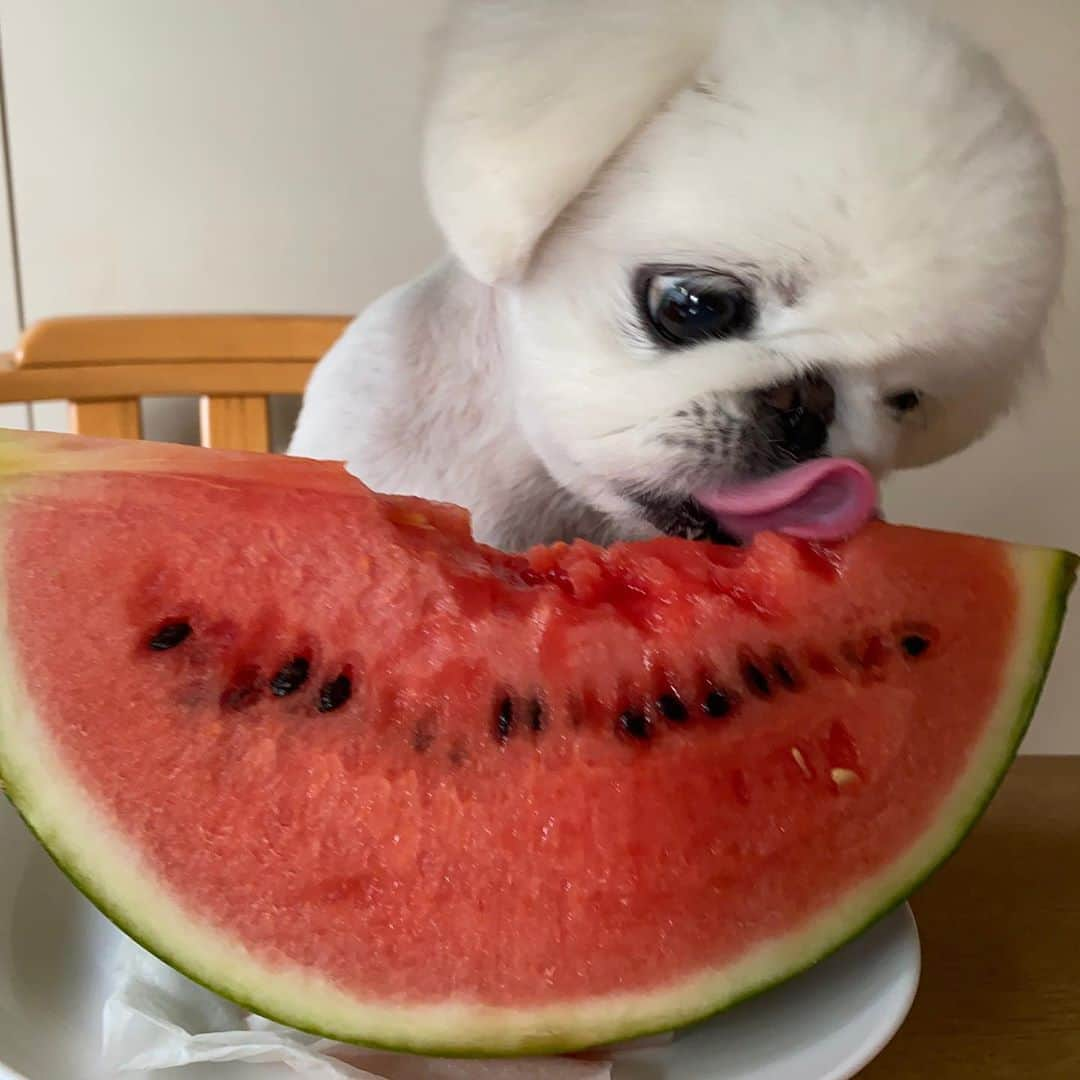 こなつさんのインスタグラム写真 - (こなつInstagram)「今年は何個食べたかな🤤🍉🍉」8月24日 22時23分 - nattsxx