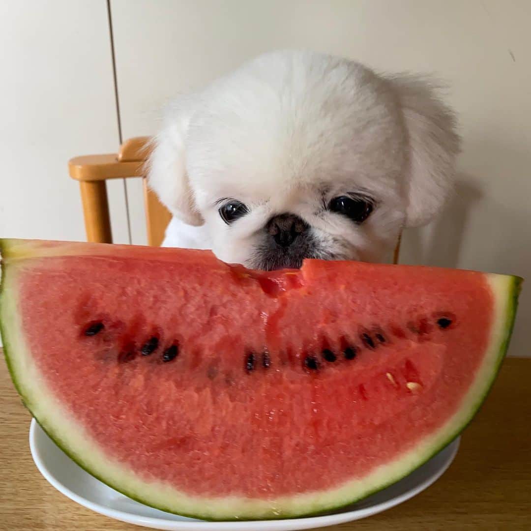 こなつのインスタグラム：「今年は何個食べたかな🤤🍉🍉」