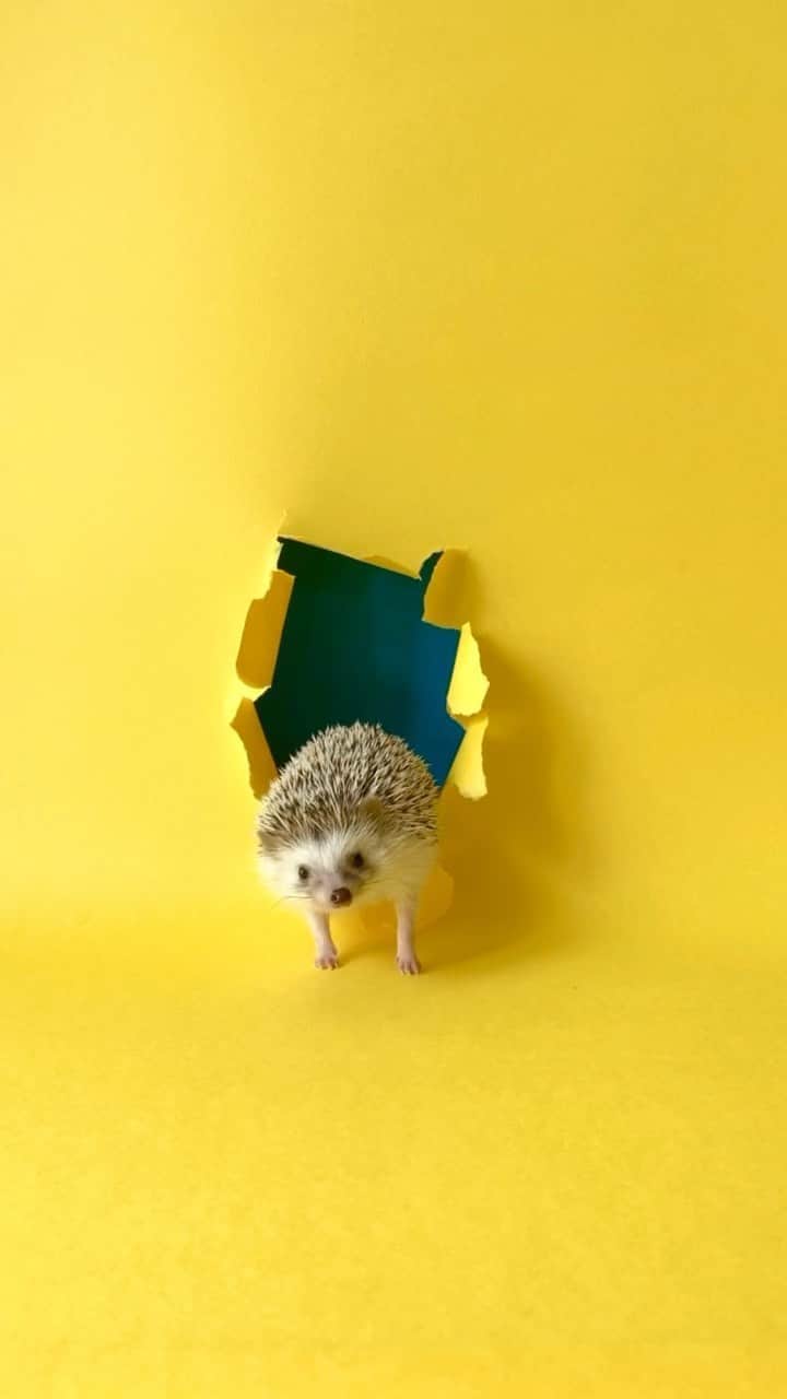 ダーシーのインスタグラム：「Hedgie Eilish💛💙 @billieeilish」